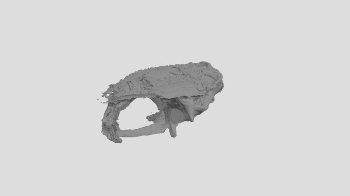 NHMUK PV P10419 neurocranium 3D Model