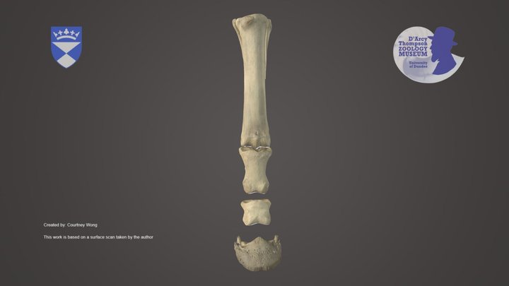 Horse Forefooot – Kostenloses 3D-Modell STL