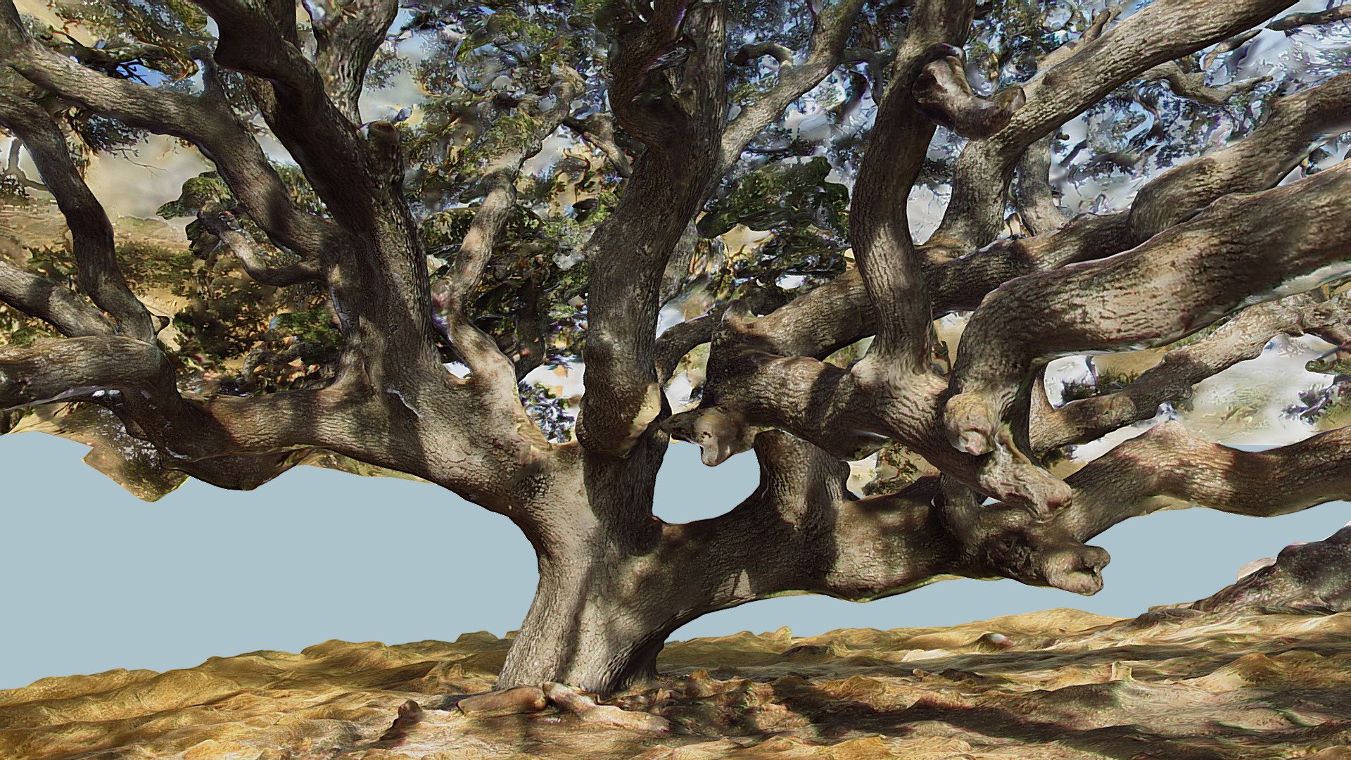 Ancient Blue Oak