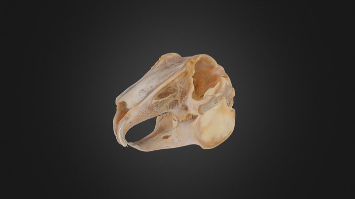 Hare Skull Animation 3D Model