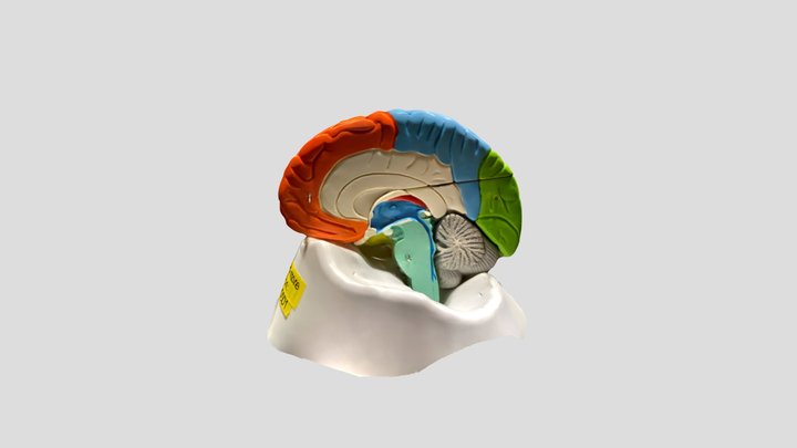 Sagittal Section of the Brain 3D Model