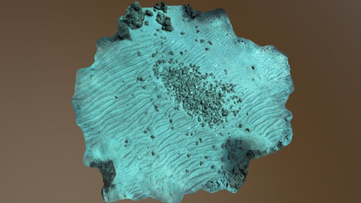Colosseum Dive Site Punta Cana 3D Model