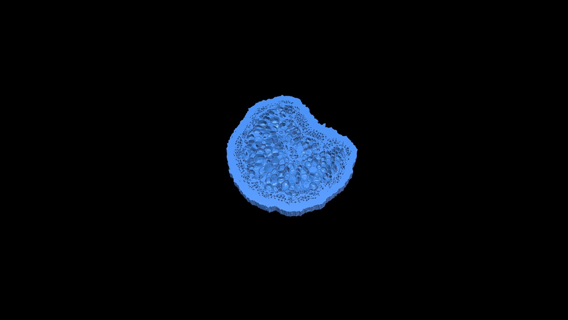 Red maple petiole cross section - 3D model by jaywason [9717b02 ...