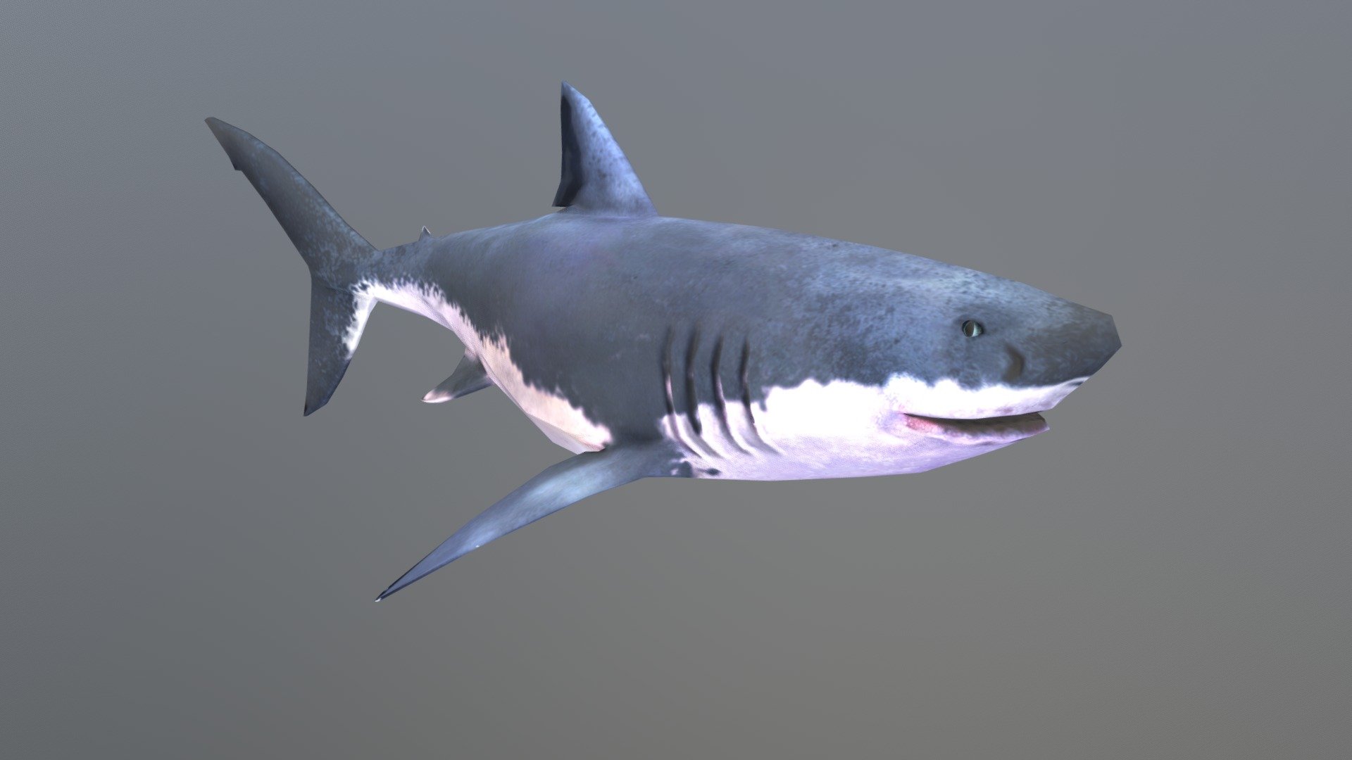 Shark - Buy Royalty Free 3D model by Mixall (@Mixaills) [9717eab ...