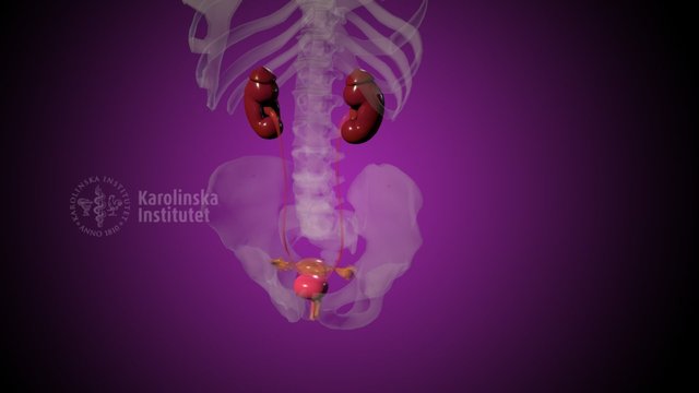 KIUrologyx: Female urinary tract and genitals 3D Model