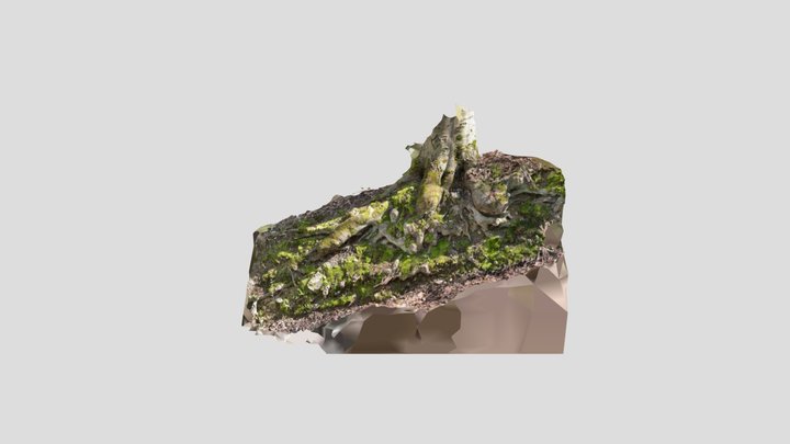 Slope, Beech forest Slovakia 3D Model