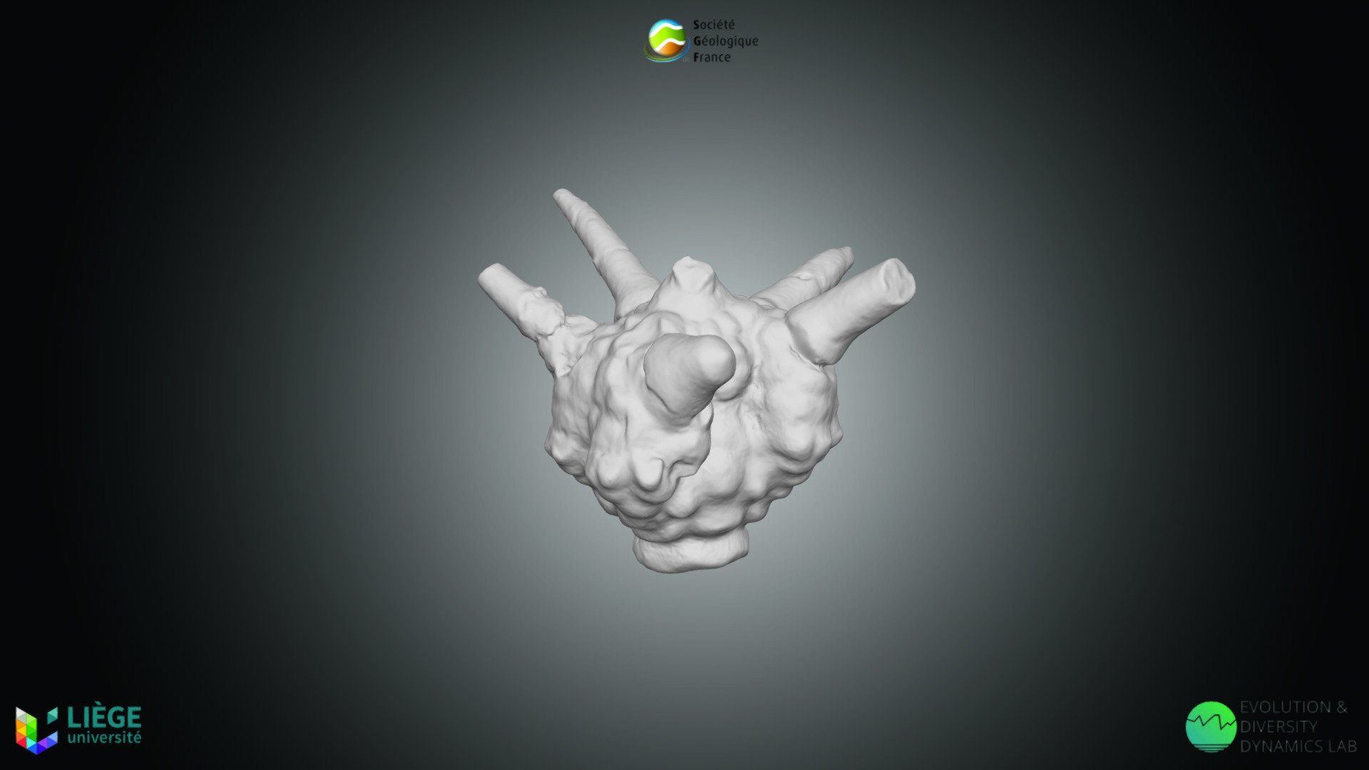 Crinoïde - Dorycrinus mississippiensis