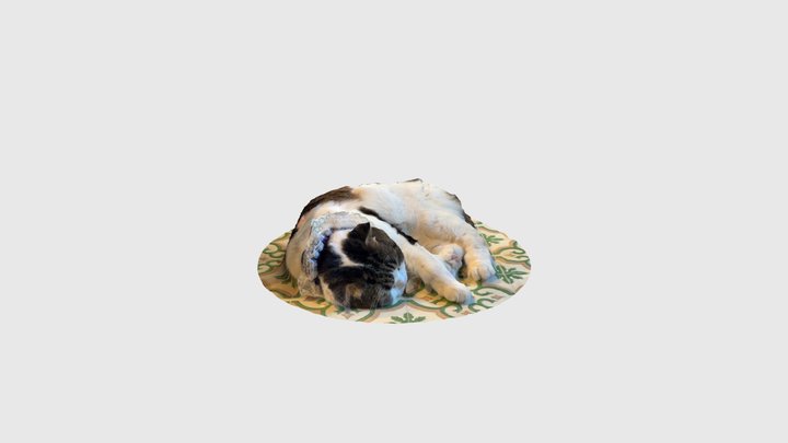 cat 3D Model