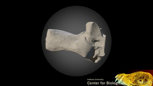 Polar bear calcaneus 3D Model
