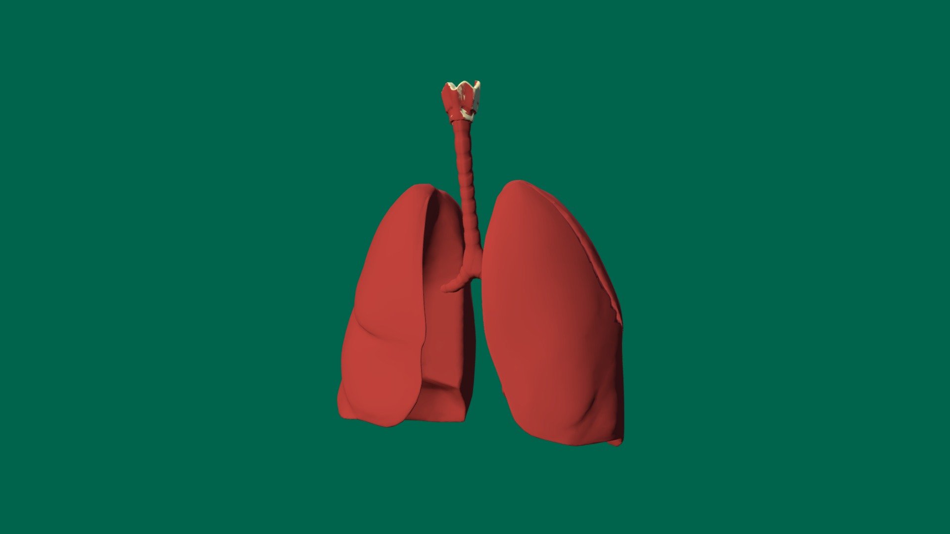 EVE 3D Sistema Respiratorio