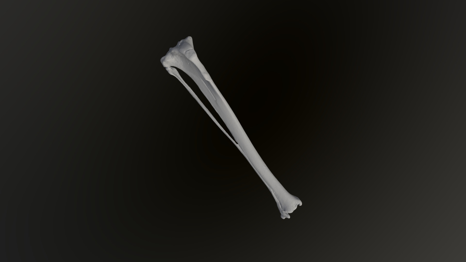 Coyote Right Tibia & Fibula - 3d Model By Megan (@masaunde) [972715c 