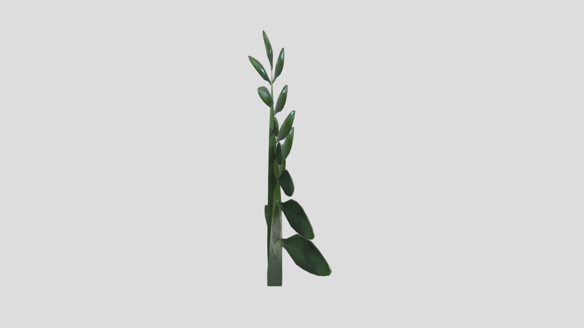 Plant