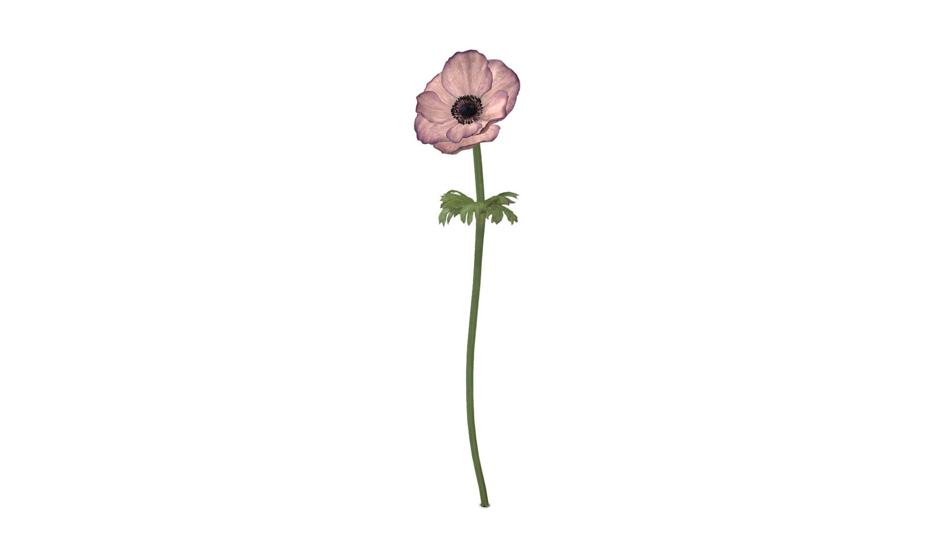 anemone pink