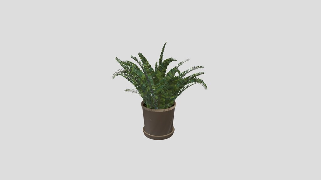 Potted Maidenhair Fern