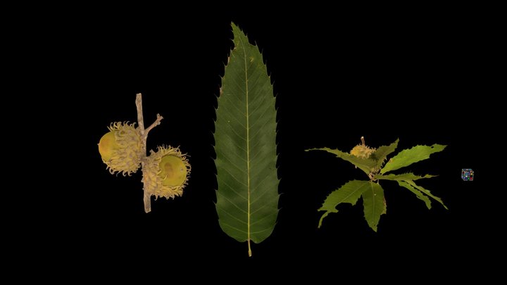 CC0 クヌギ Sawtooth Oak, Quercus acutissima – Free 3D Model STL