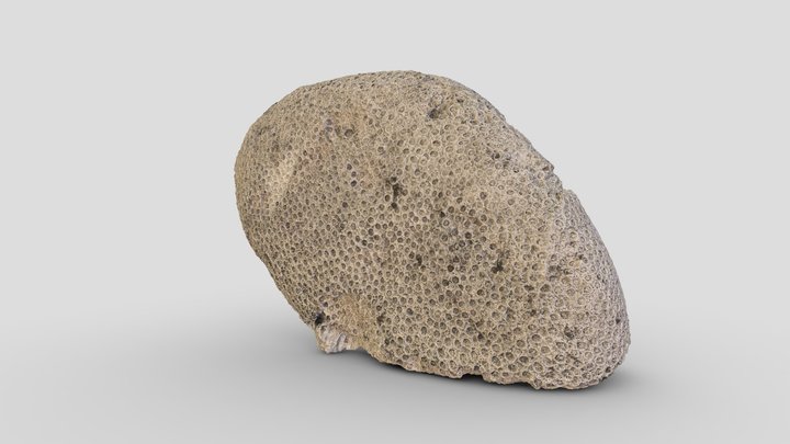 Steenkoraal | boulder star coral (1600-1675) – Modelo 3D gratuito STL