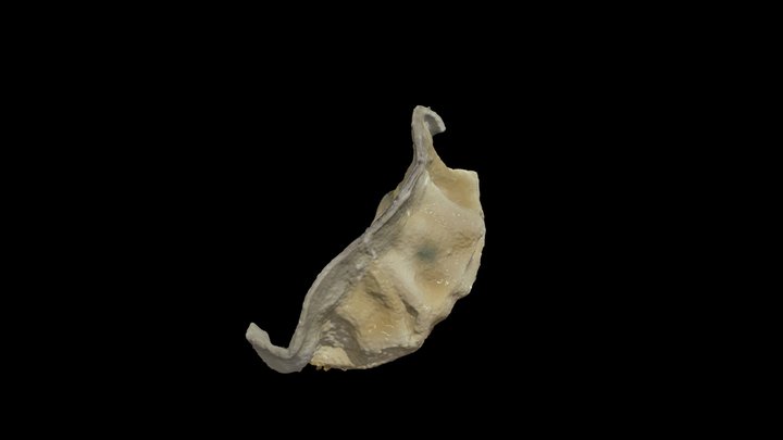 Gyoza 3D Model