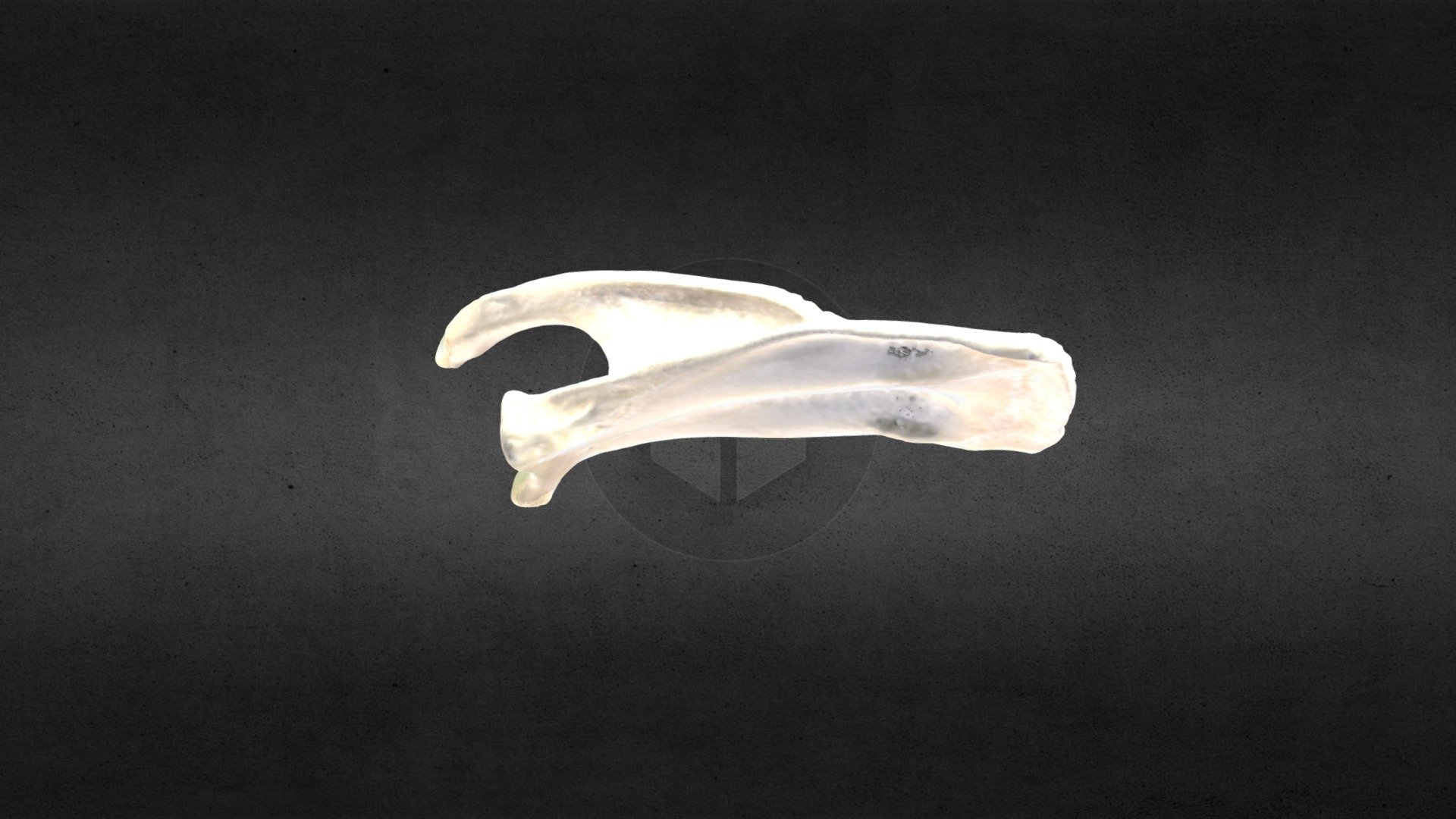 MSCC026 Castor canadensis Left Scapula