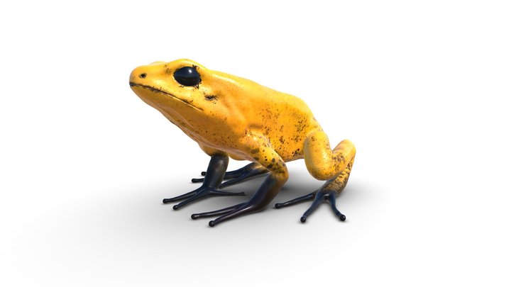 Arrow Frog 3D Model