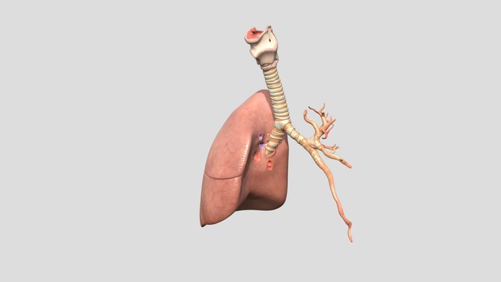 Lung_Right 3D Model