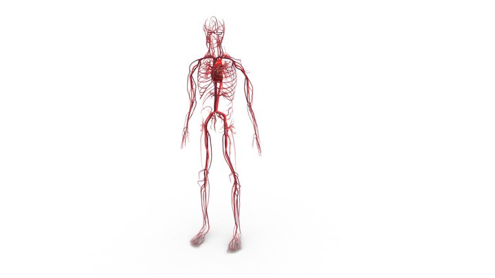 3D Human Artery and Vein System 3D Model