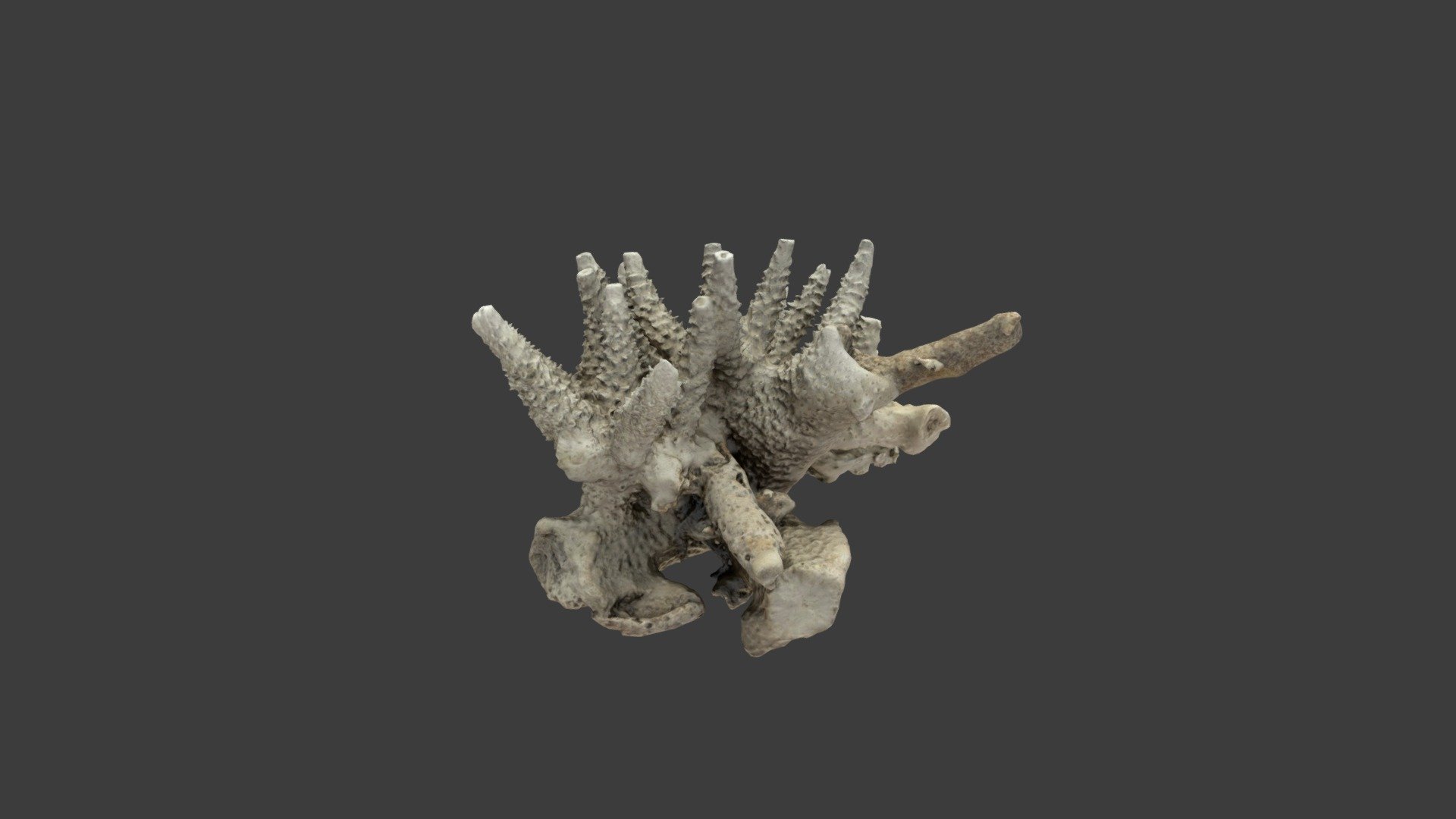 Acropora cervicornis