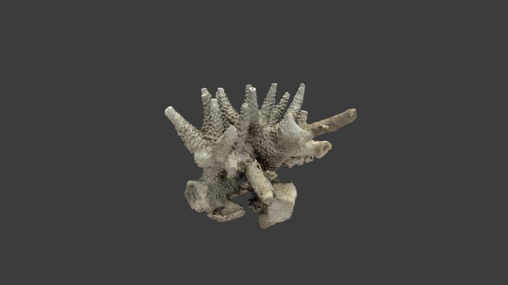 Acropora cervicornis – Modello 3D gratuito STL