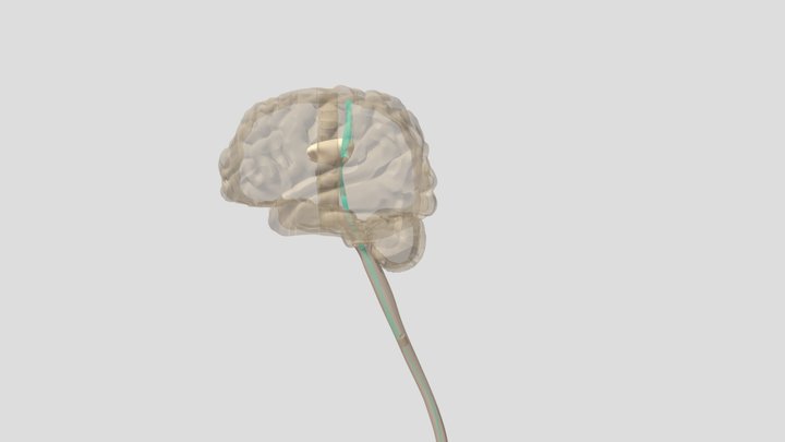 Spinothalamic Tract 10/13/21 3D Model