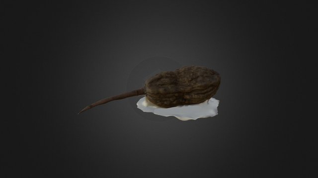 Cacao 3D Model