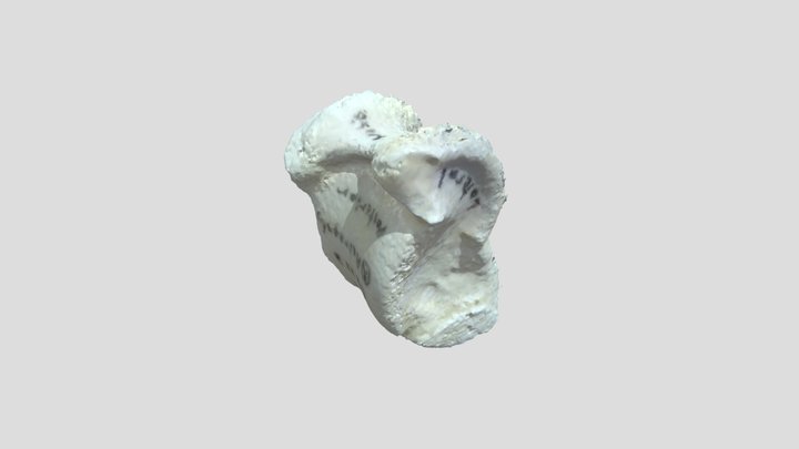 Right Astragalus 3D Model