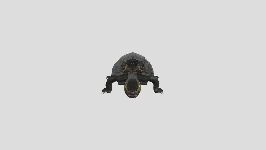 Reeve s Pond Turtle V 1 2