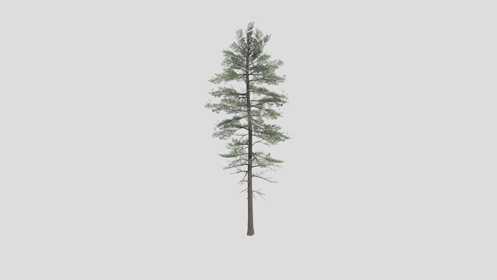 Tree Pinesiberian A2