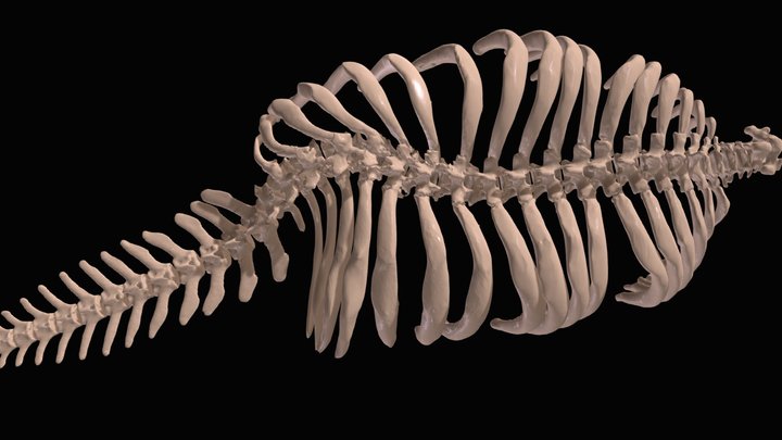 Manatee Scoliosis Skeleton 3D Model
