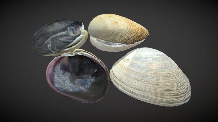 Clams 3D Model