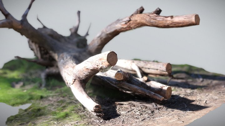 Fallen Tree 3D Model