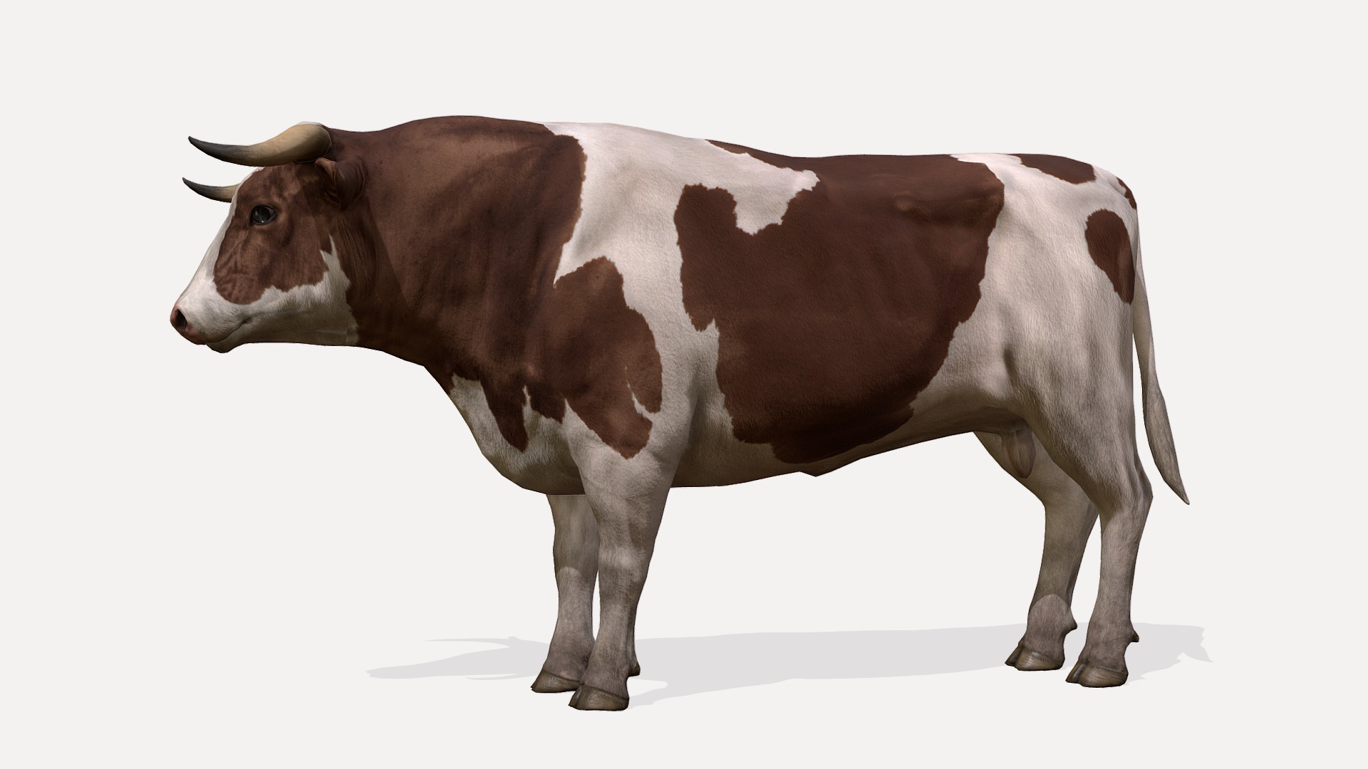3D model Bull Animations - This is a 3D model of the Bull Animations. The 3D model is about a brown and white cow.