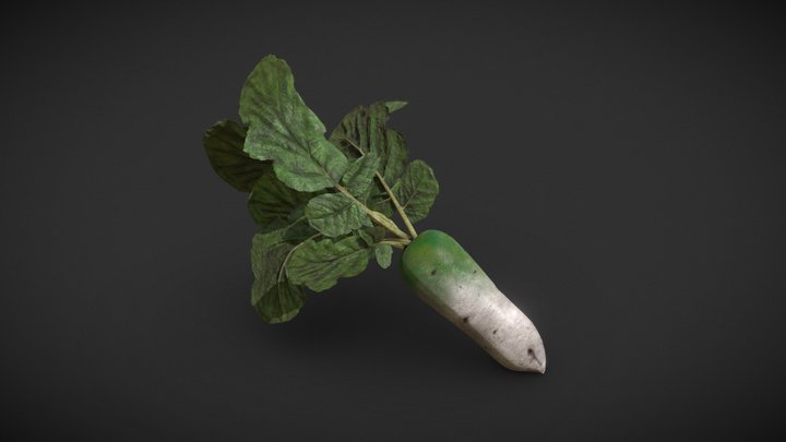 Daikon radish with leaves 3D Model