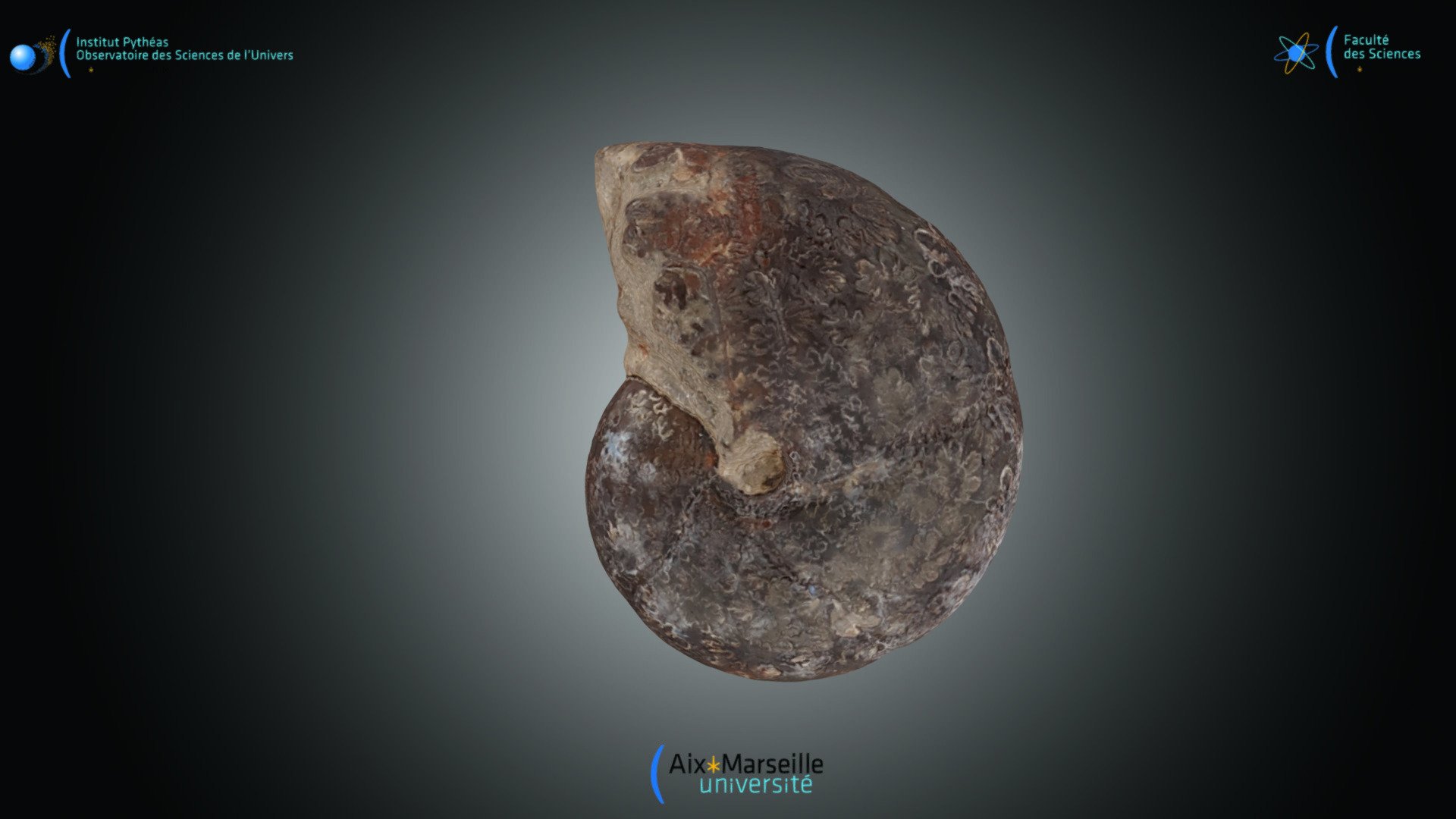 Ammonite - Phylloceras sp.