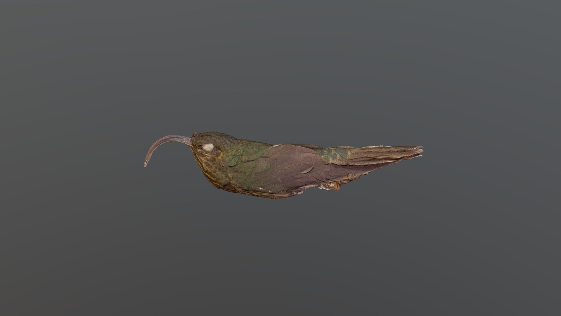 White-tipped Sicklebill - 	Eutoxeres aquila