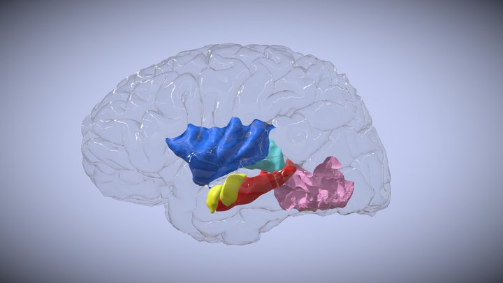 Cerebro triste 3D Model
