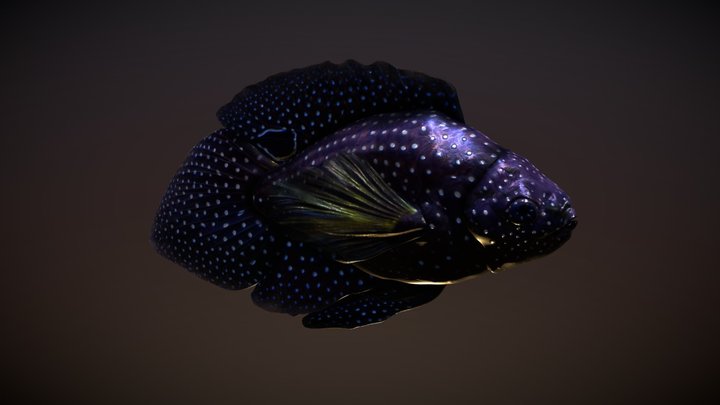 A Realistic Saltwater Betta Fish Project 3D Model