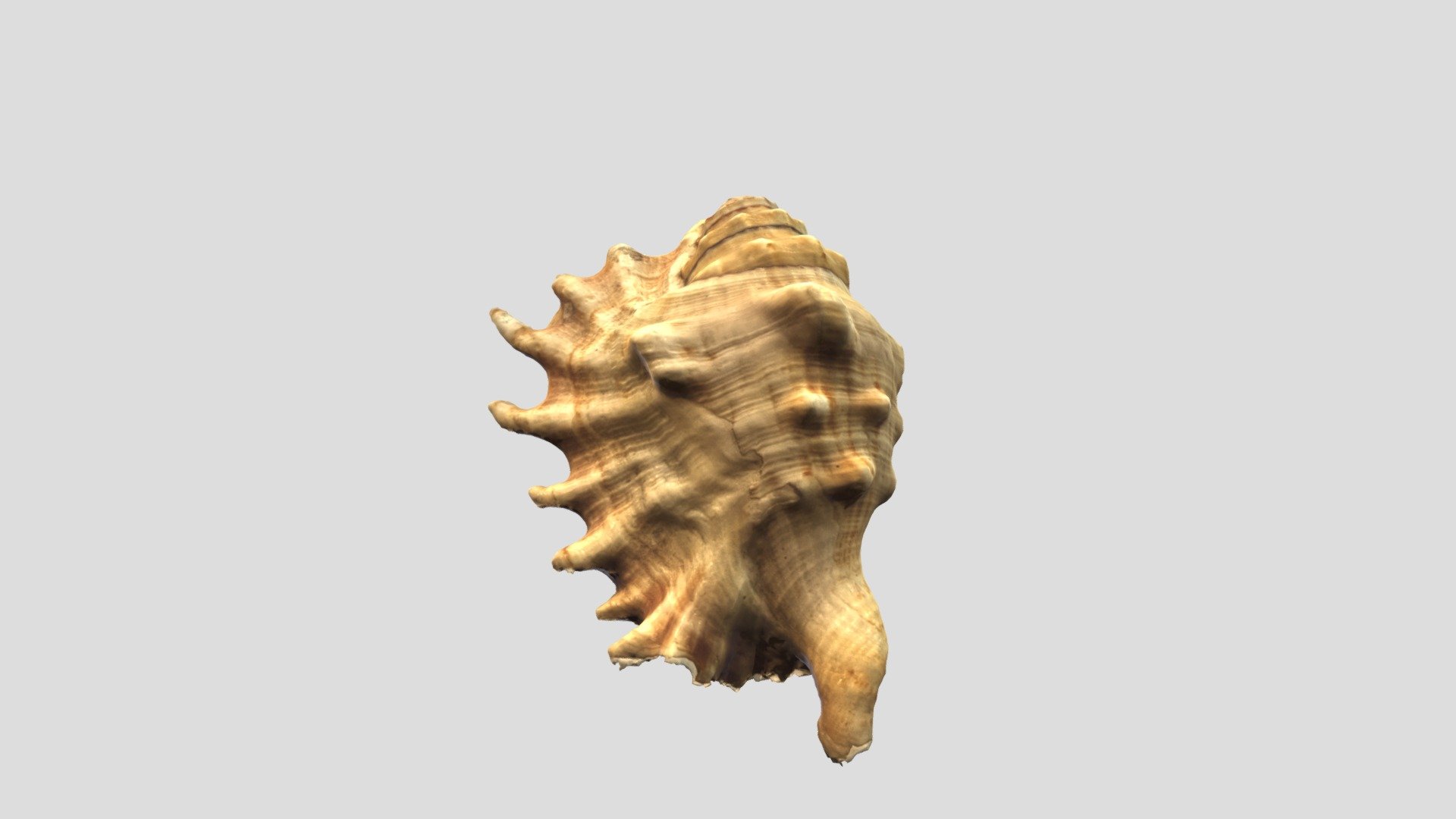 shell one - Download Free 3D model by calistiran [976faae] - Sketchfab