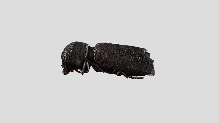 钻孔奸狡长蠹 3D Model