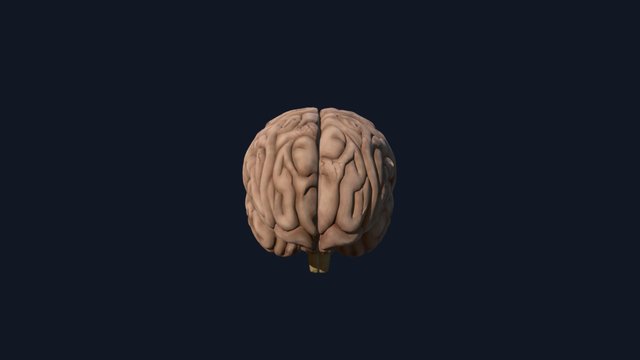 brain_1 3D Model