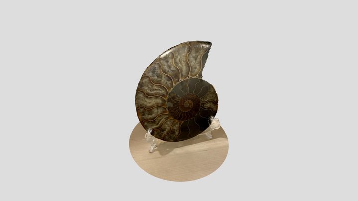 Ammonites 3D Model