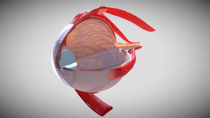 3D Human Eye Cross Section 3D Model