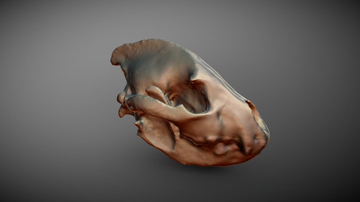 Spotted Hyena, by Katherine Morey 3D Model