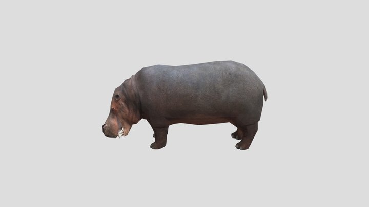 Hippopotamus 3D Model