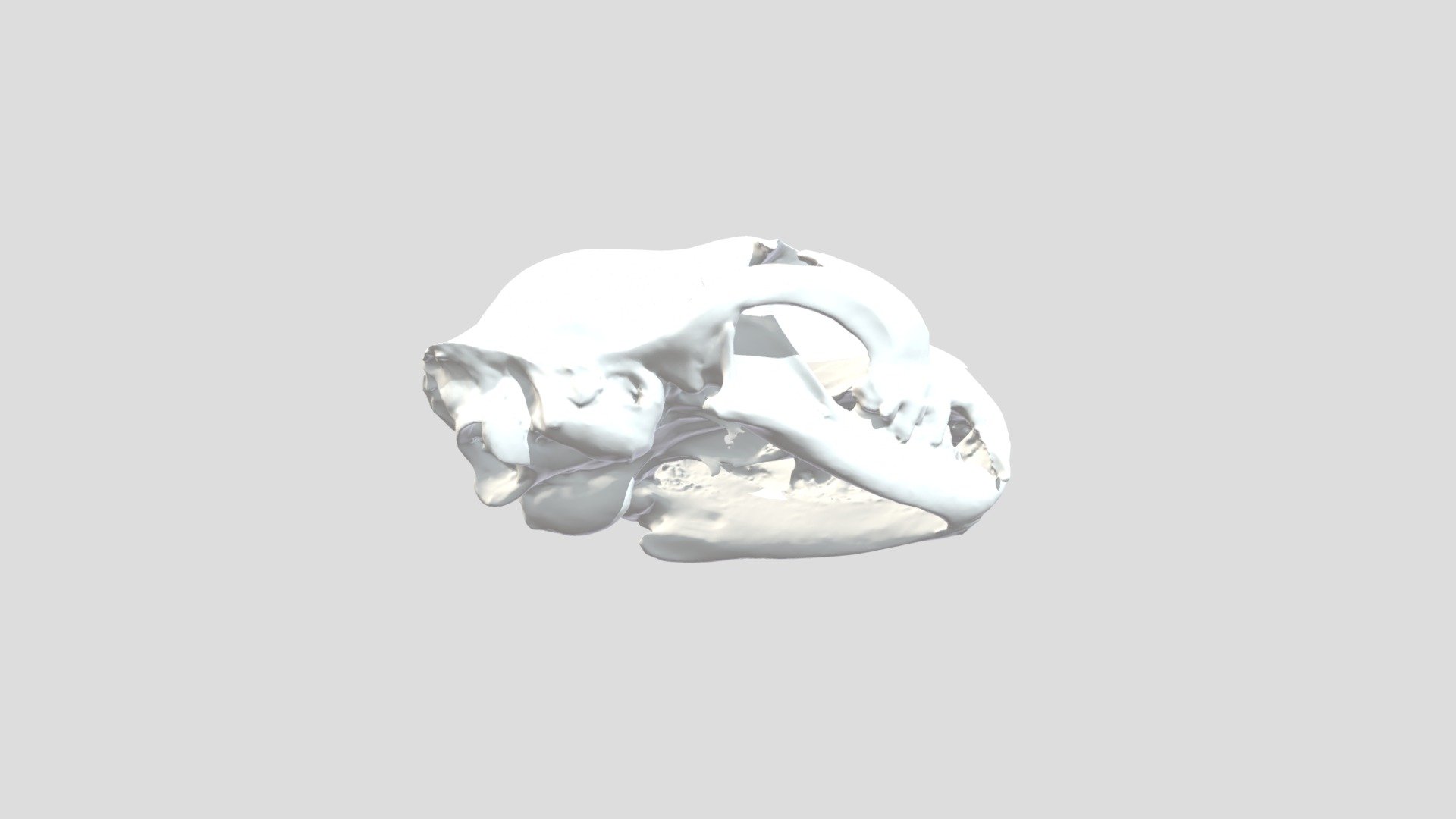 Lynx rufus, complete skull