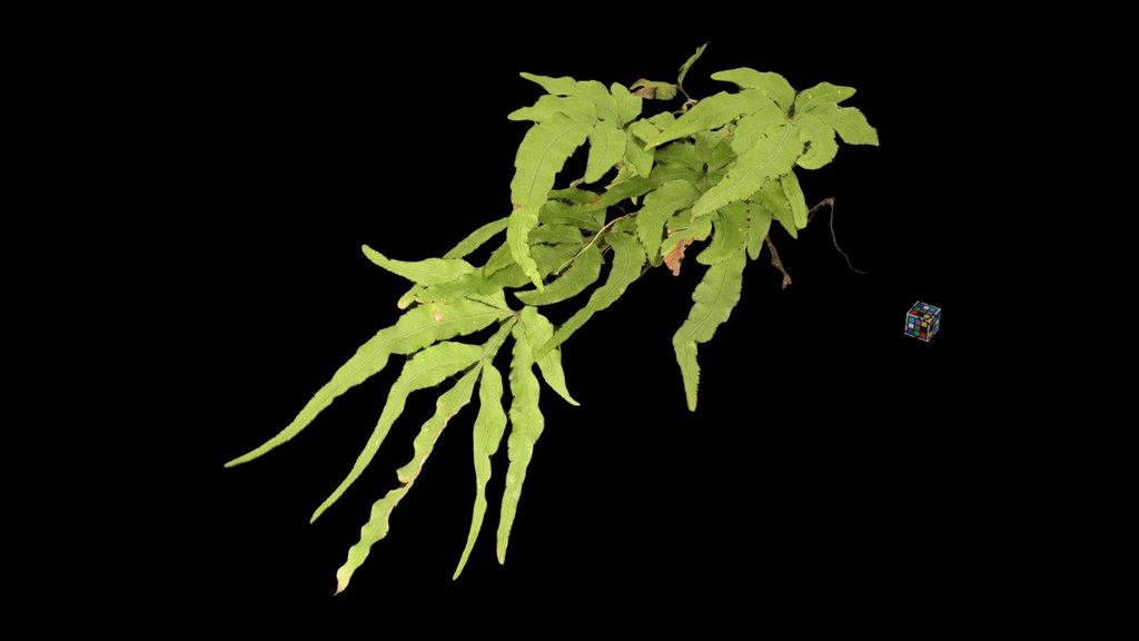 CC0 イノモトソウ栄養葉 Spider Brake, Pteris multifida
